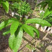 �n�i�V���{�E�M