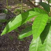 �n�i�V���{�E�M