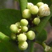 �n�i�V���{�E�M