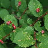 �n���j��