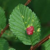 �n���j��