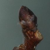 �n���j��