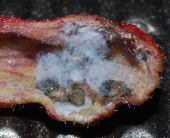 �n���j��