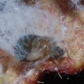 �n���j��