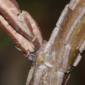 �n���j��