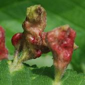 �n���j��