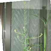 �J�L�l�K���V