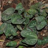 �q���J���A�I�C