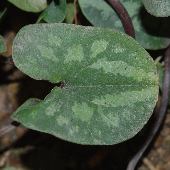 �q���J���A�I�C