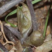 �q���J���A�I�C