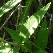 �q���g���m�I