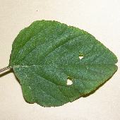 �z�i�K�C�k�r��