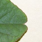 �z�i�K�C�k�r��