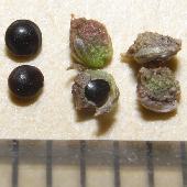 �z�i�K�C�k�r��