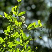 �q���n�m�w�r�m�{���Y