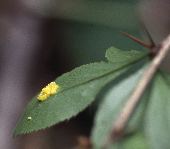 �q���n�m�w�r�m�{���Y