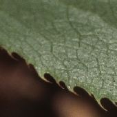 �q���n�m�w�r�m�{���Y