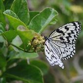 �z�E���C�J�K�~