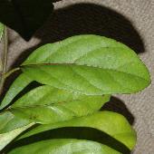 �z�E���C�J�K�~