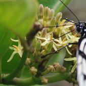 �z�E���C�J�K�~