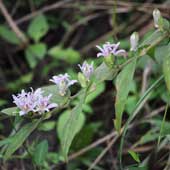 �z�g�g�M�X