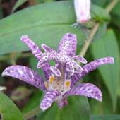 �z�g�g�M�X