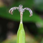 �z�g�g�M�X