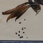 �z�g�g�M�X