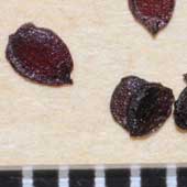 �z�g�g�M�X