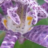 �z�g�g�M�X