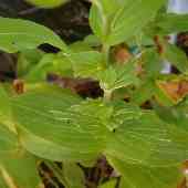 �^�C�����z�g�g�M�X