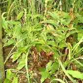 �^�C�����z�g�g�M�X