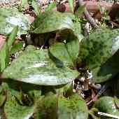 �^�C�����z�g�g�M�X