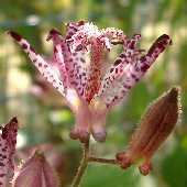 �^�C�����z�g�g�M�X