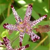 �^�C�����z�g�g�M�X