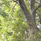 �C�`�C�K�V