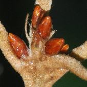 �C�`�C�K�V