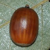 �C�`�C�K�V