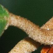 �C�`�C�K�V