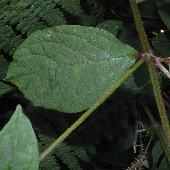 �C�m�R�Y�`