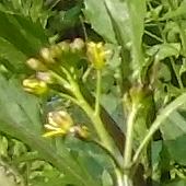 �C�k�K���V