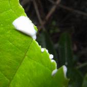 �C�^�r�J�Y��