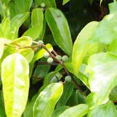 �C�^�r�J�Y��