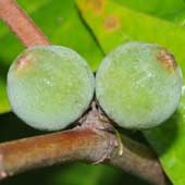 �C�^�r�J�Y��