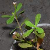 �C���_���\�E