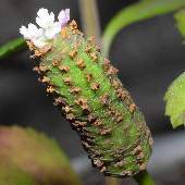 �C���_���\�E