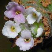 �C���_���\�E