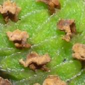 �C���_���\�E