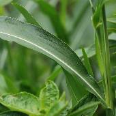 �W���Y�_�}