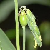 �W���Y�_�}